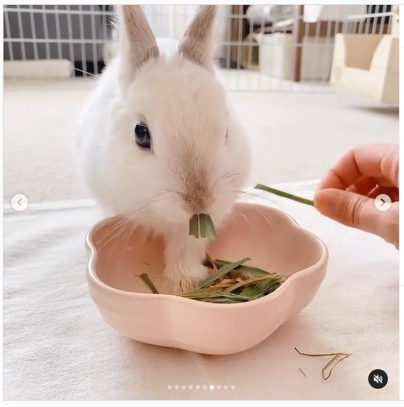 うさぎ畑,ユーザーフォト,Instagram