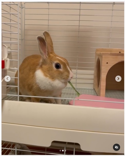 うさぎ畑,ユーザーフォト,Instagram