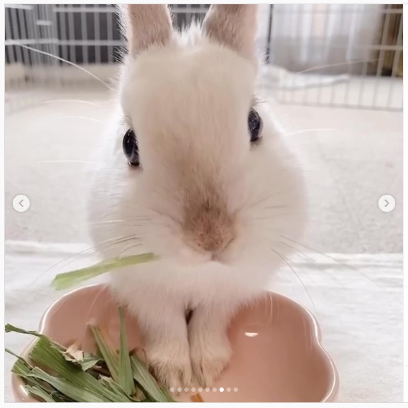 うさぎ畑,ユーザーフォト,Instagram
