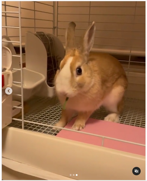 うさぎ畑,ユーザーフォト,Instagram
