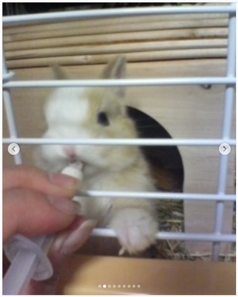 うさぎ畑,ユーザーフォト,Instagram