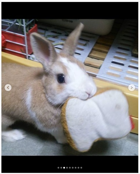 うさぎ畑,ユーザーフォト,Instagram