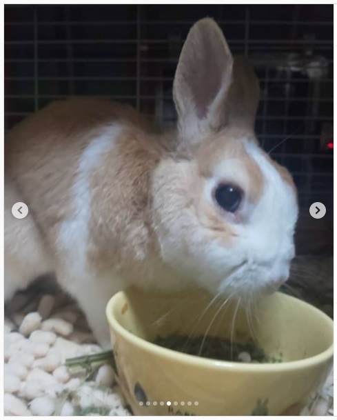 うさぎ畑,ユーザーフォト,Instagram