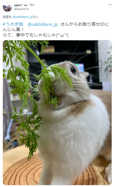 うさぎ畑,ユーザーフォト,Twitter