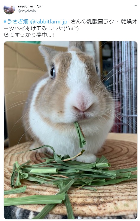 うさぎ畑,ユーザーフォト,Twitter