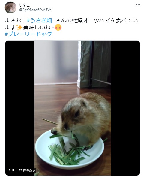 うさぎ畑,ユーザーフォト,Twitter