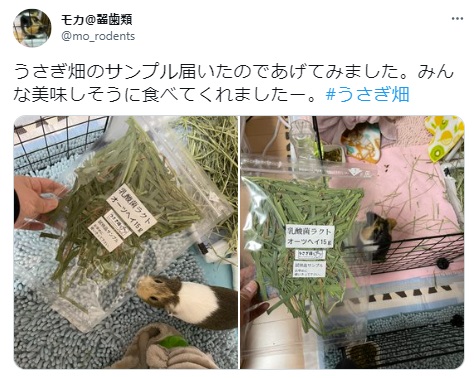 うさぎ畑,ユーザーフォト,Twitter