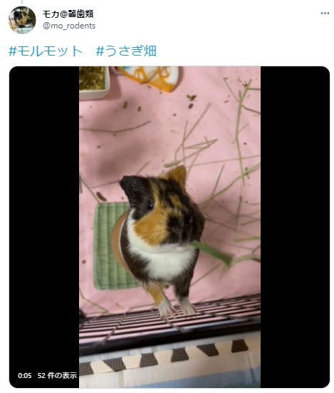うさぎ畑,ユーザーフォト,Twitter