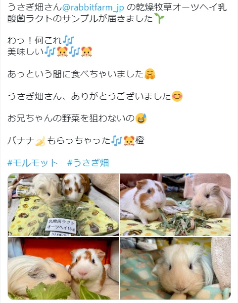 うさぎ畑,ユーザーフォト,Twitter