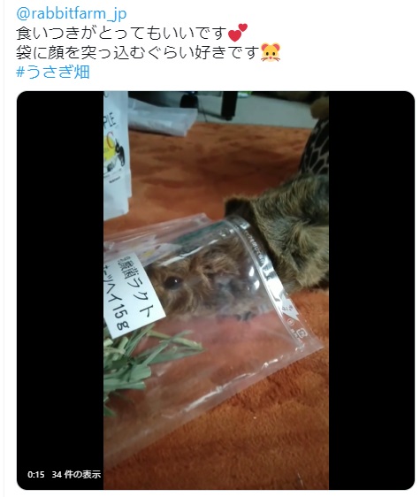 うさぎ畑,ユーザーフォト,Twitter