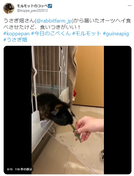うさぎ畑,ユーザーフォト,Twitter
