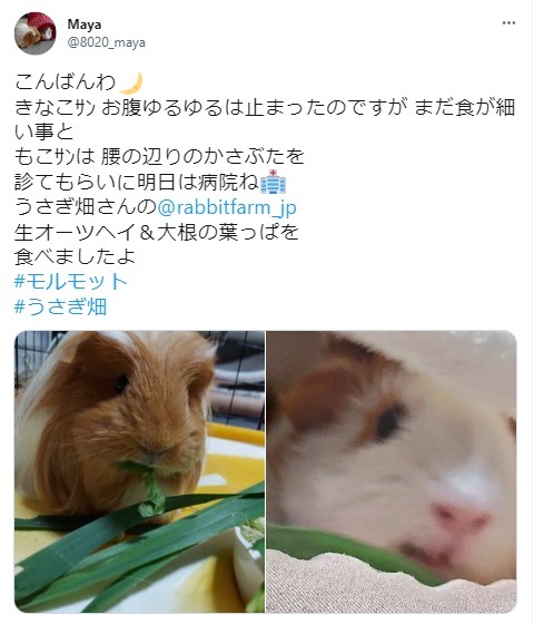 うさぎ畑,ユーザーフォト,Twitter