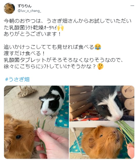 うさぎ畑,ユーザーフォト,Twitter