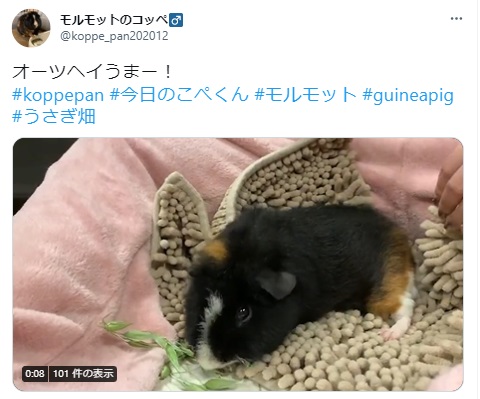 うさぎ畑,ユーザーフォト,Twitter