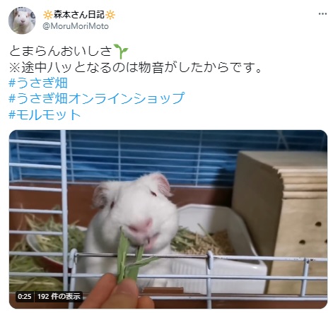 うさぎ畑,ユーザーフォト,Twitter
