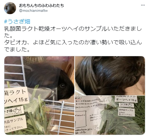 うさぎ畑,ユーザーフォト,Twitter