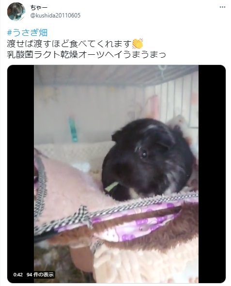 うさぎ畑,ユーザーフォト,Twitter