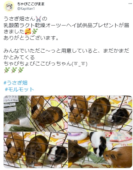 うさぎ畑,ユーザーフォト,Twitter