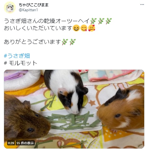 うさぎ畑,ユーザーフォト,Twitter