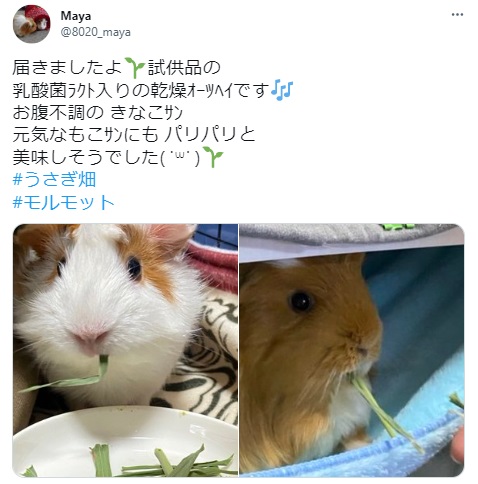 うさぎ畑,ユーザーフォト,Twitter