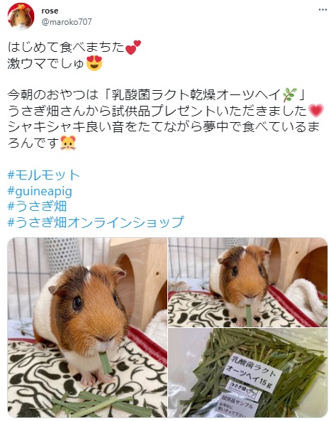 うさぎ畑,ユーザーフォト,Twitter