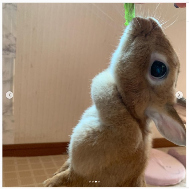うさぎ畑,ユーザーフォト,Instagram
