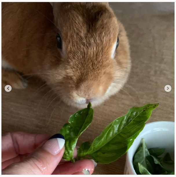 うさぎ畑,ユーザーフォト,Instagram