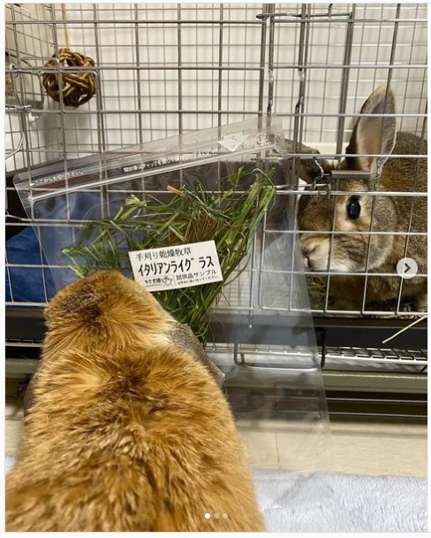 うさぎ畑,ユーザーフォト,Instagram