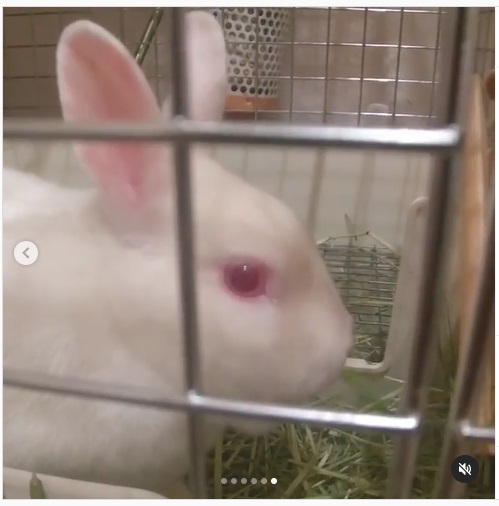 うさぎ畑,ユーザーフォト,Instagram
