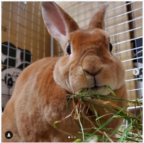 うさぎ畑,ユーザーフォト,Instagram