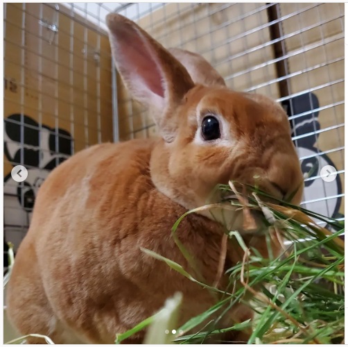 うさぎ畑,ユーザーフォト,Instagram