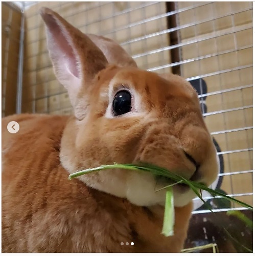 うさぎ畑,ユーザーフォト,Instagram