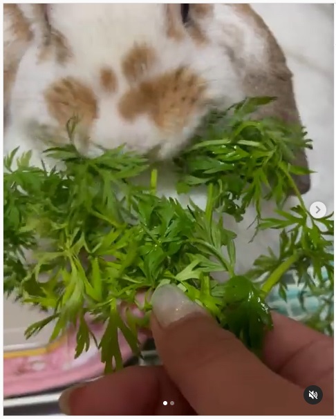 うさぎ畑,ユーザーフォト,Instagram