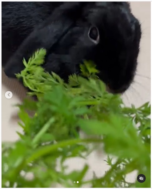 うさぎ畑,ユーザーフォト,Instagram