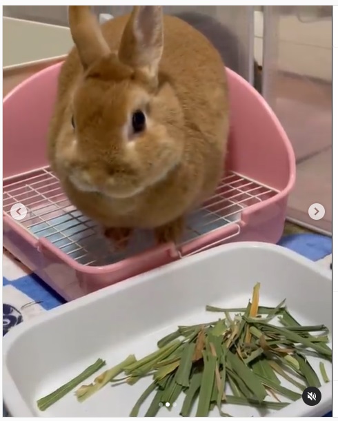 うさぎ畑,ユーザーフォト,Instagram