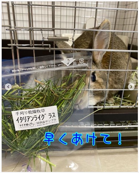 うさぎ畑,ユーザーフォト,Instagram