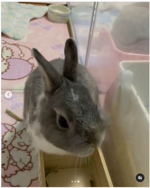 うさぎ畑,ユーザーフォト,Instagram