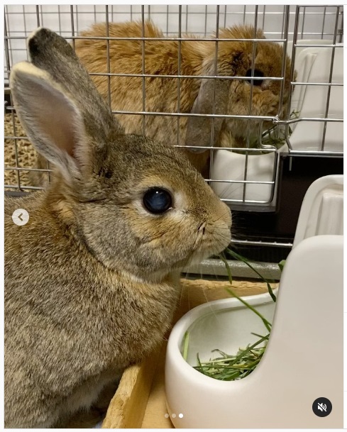 うさぎ畑,ユーザーフォト,Instagram