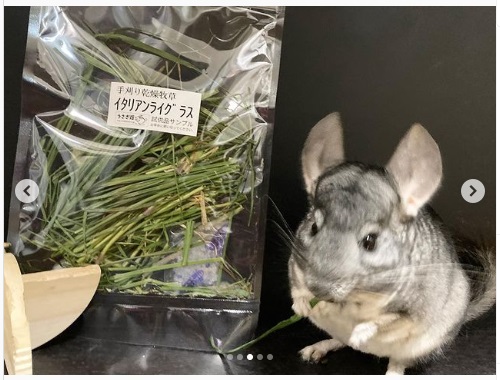 うさぎ畑,ユーザーフォト,Instagram