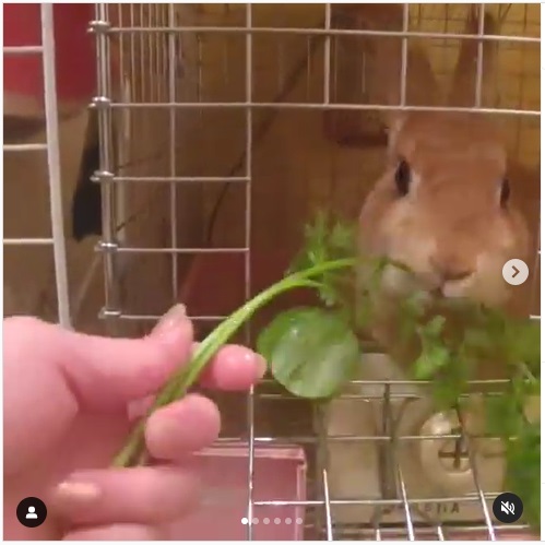 うさぎ畑,ユーザーフォト,Instagram