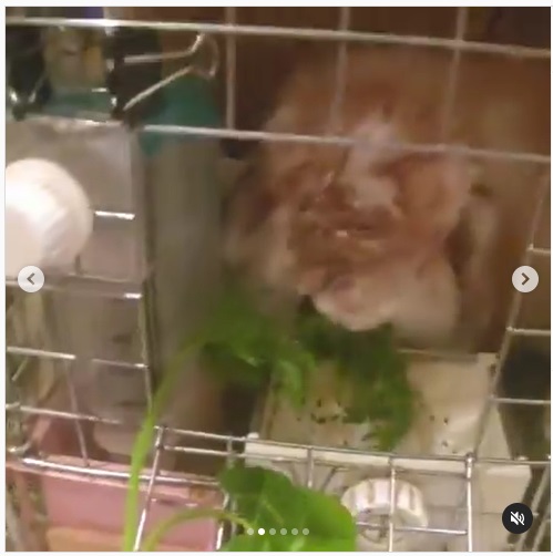 うさぎ畑,ユーザーフォト,Instagram