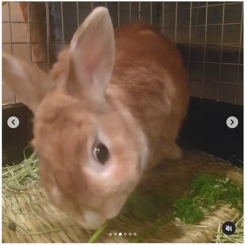 うさぎ畑,ユーザーフォト,Instagram