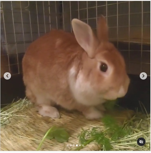 うさぎ畑,ユーザーフォト,Instagram