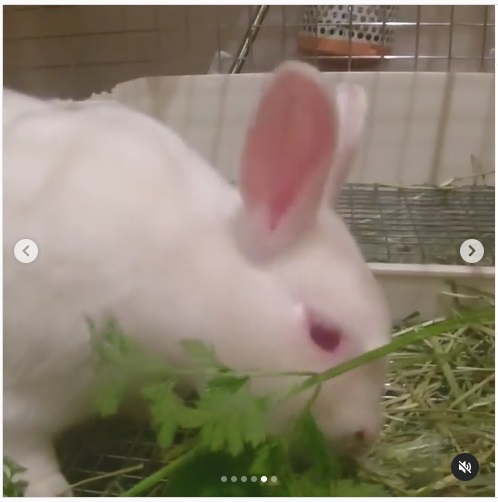 うさぎ畑,ユーザーフォト,Instagram