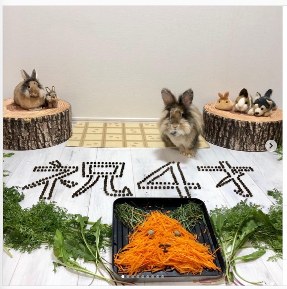 うさぎ畑,ユーザーフォト,Instagram