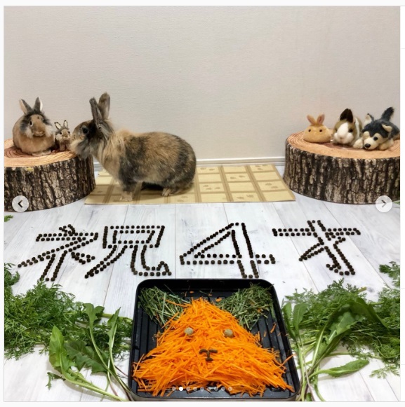うさぎ畑,ユーザーフォト,Instagram