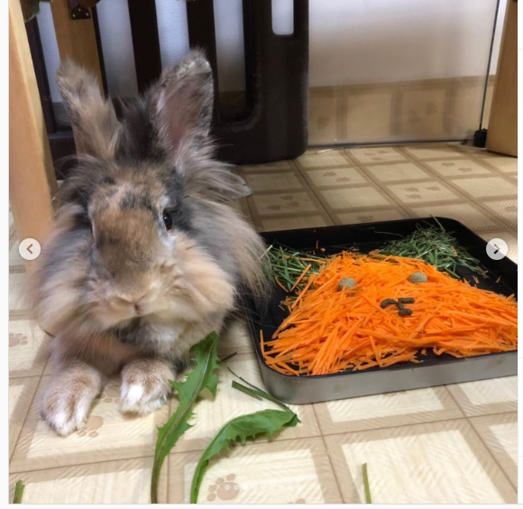 うさぎ畑,ユーザーフォト,Instagram