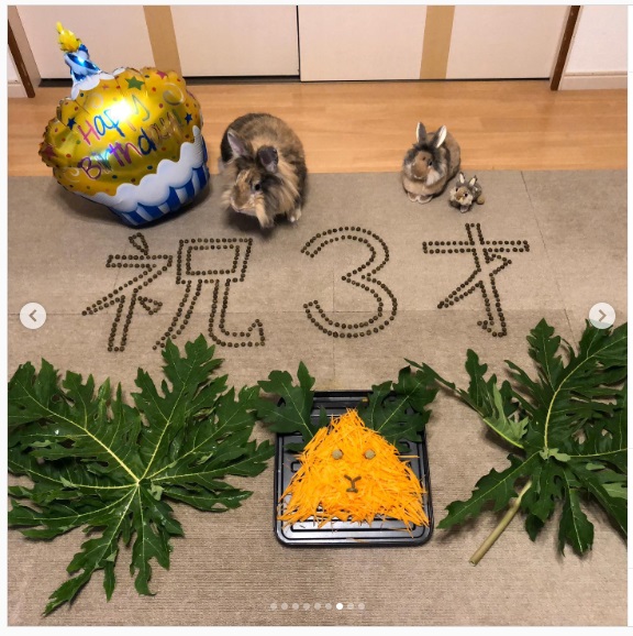 うさぎ畑,ユーザーフォト,Instagram