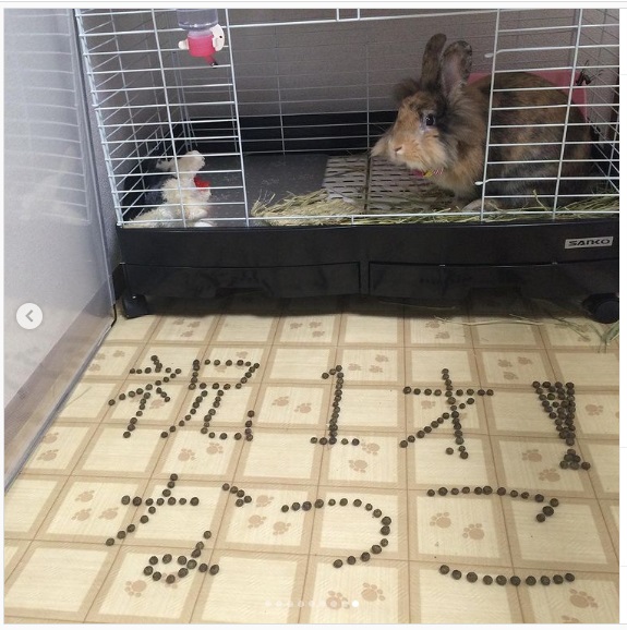 うさぎ畑,ユーザーフォト,Instagram