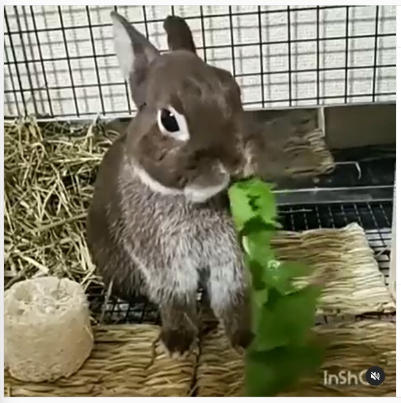 うさぎ畑,ユーザーフォト,Instagram